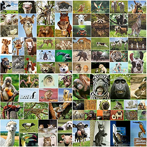 Edition Colibri Tierpostkarten-Set: 100 Tiere aus der ganzen Welt, lustige, niedliche Postkarten für Kinder/Freunde, Motivationskarten, Grußkarten, Coachingkarten (10640DE)