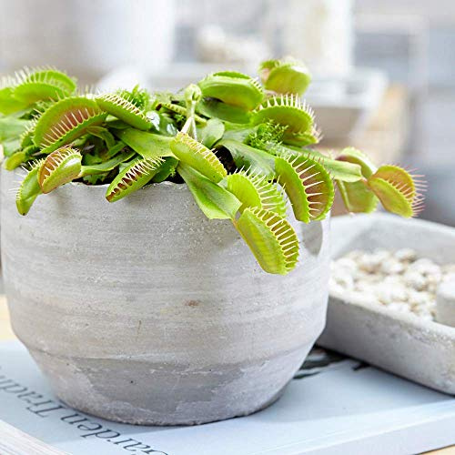 Gardeners Dream Venusfliegenfalle Pflanze 'Dionaea Muscipula' (im 9 cm Topf) - Fleischfressende Pflanzen gegen Fliegen - Fliegenfalle Pflanze - Echte Pflanzen für Drinnen - Terrarium Pflanzen Deko