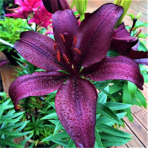 10 Zwiebeln Baumlilien Lilien Riesenlilie Black charm bis 150cm (schwarz lila) winterhart Sommerblüher