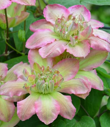 BALDUR Garten 1x Clematis 'Pistachio Cake®', Pflanze im 9x9 cm-Topf | mehrjährig & winterhart, pflegeleicht, reichblühend, klettert & blüht am Spalier, Zaun & Obelisk, große Blüten