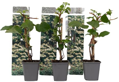 Plant in a Box - Hydrangea anomale petiolaris - 3er Set Kletterhortensie - Hortensie - Topf 9cm - Höhe 25-40cm
