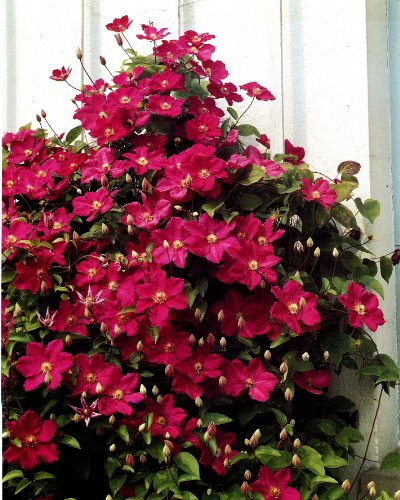 Clematis 'Ville de Lyon' 2L Topf – Winterhart, Mehrjährig, Pflegeleicht – Waldrebe – Kletterpflanze für Pergola & Rankhilfe