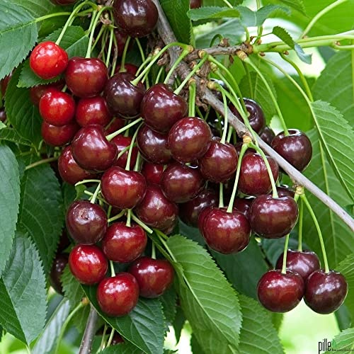 Lapins Süßkirsche - Selbstfruchtender Kirschbaum kleinbleibend 2-jährig im Topf | Prunus avium, Vogelkirsche, Frosthart