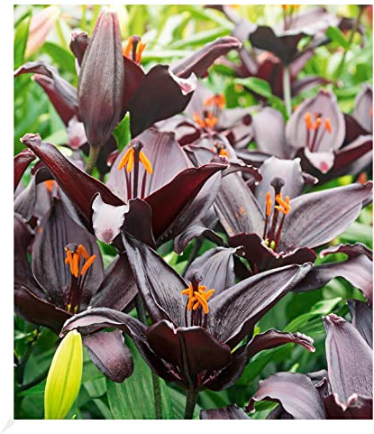 BALDUR Garten 3x Schwarze Lilie Blacklist, Zwiebeln mit Umfang 10-12 cm, Blumenzwiebeln, riesige & eleganten Blüten, winterhart, pflegeleicht, Wasserbedarf gering, blühend, Lillium-Hybride