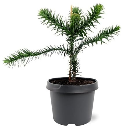Chilenische Schmucktanne - Andentanne - Araucaria araucana - Setzling im 19cm Topf