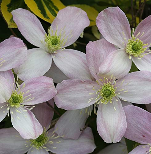 Berg Waldrebe Rubens 100-125cm - Clematis montana - lebende Gartenpflanze aus den Baumschulen