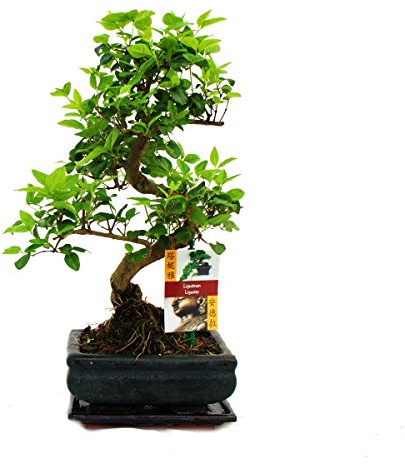 Bonsai Chinesischer Liguster - Ligustrum sinensis - ca. 6 Jahre
