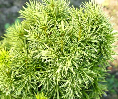 Gelbe Eibe Taxus baccata Fastigiata Aureomarginata 80-100 cm immergrün