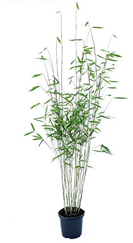 Schwarzer Bambus - Fargesia nitida Black Pearl, winterhart und schnell-wachsend, 80-100 cm hoch