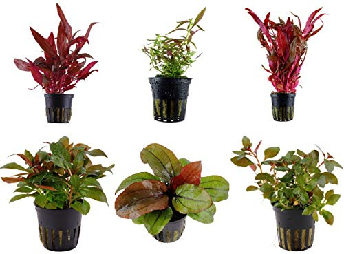 Tropica Pflanzen Set 6 schöne rote Topf Pflanzen Aquariumpflanzenset Nr.10 Wasserpflanzen Aquarium Aquariumpflanzen