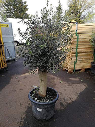 XXL Olivenbaum 25-30 Jahre – Olea Europaea Hochstamm, 160-200 cm, Stammumfang 20 cm – Mediterrane Schönheit, winterhart & immergrün – Ideal für Garten & Terrasse