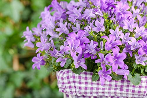 Polsterglockenblume im Topf Campanula poscharskyana winterhart Bodendecker | Campanula poscharskyana, kriechender Wuchs, blauviolette Blüten Juni bis August, sonnig bis halbschattig
