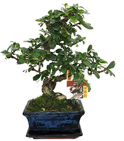 Bonsai Fukientee - Carmona microphylla - ca. 6 Jahre