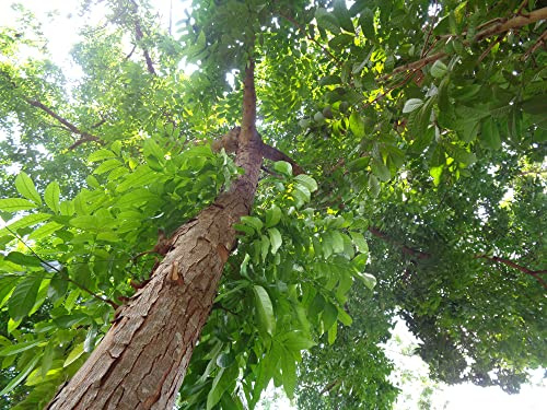 5 Samen Mahagoni Baum Swietenia macrophylla Echter Mahagoni