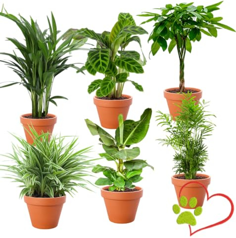 “Tierfreund” Pflanzenset | 6er-Set | Pachira, Bergpalme, Musa, Calathea, Areca, Grünlilie | ca. 30-60 cm | Ø 12-15 cm Topf | Ungiftige Zimmerpflanzen für Wohnung und Büro