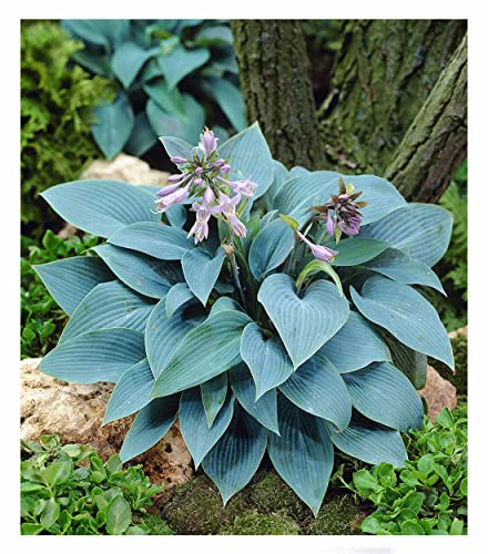 BALDUR Garten 2x Riesen-Hosta blau 'Halcyon', Knollen in Größe I, riesige, blau schimmernde Blätter, edle Blattschmuck-Staude für Beet & Kübel, winterhart, mehrjährig & pflegeleicht, Herzblattlilie