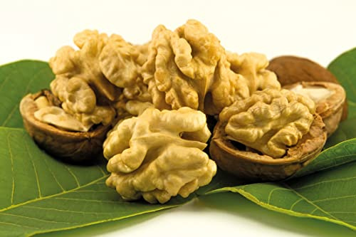 Walnussbaum `Chandler´, Juglans regia, 150-175cm im 10L-Topf