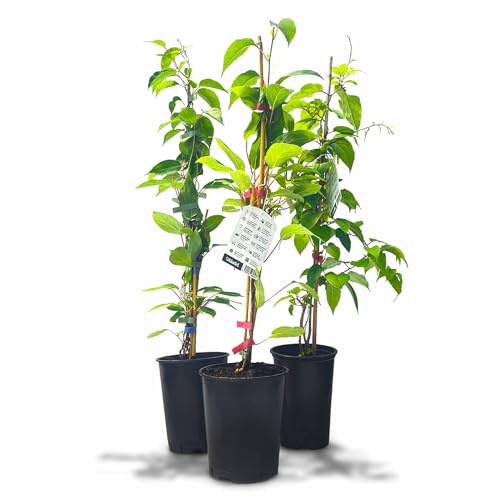 Kiwiri's Kiwibeeren Trio - 3 Kiwipflanzen (Actinidia arguta) männlich und weiblich - Mini Kiwi - Sortengarantie direkt vom Züchter - Selbstfruchtendes Set