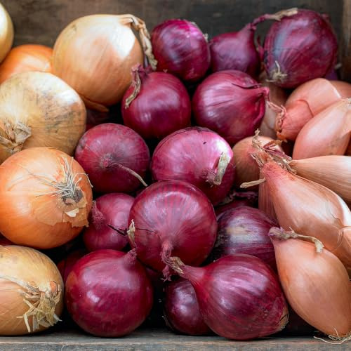 FLORIUM - Steckzwiebeln Trio Kollektion (1000 gram), Mix von 3 Zwiebel Sorten, Robuste Wintersteckzwiebeln aus Holland, Perfekt pflanzen für reiche Ernten: Gelb, Rot & Weiß, 14-21 mm (kein Samen)