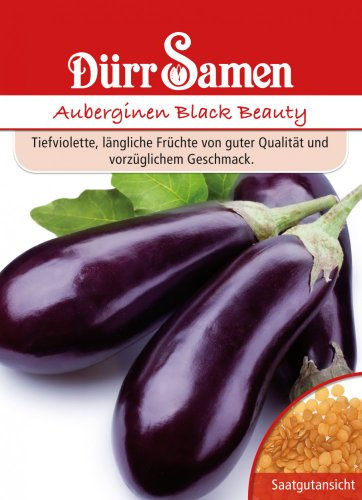 Auberginen Black Beauty
