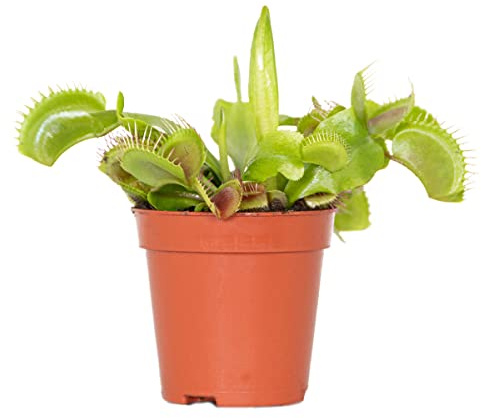 Bloomique - Dionaea Muscipula - Venusfliegenfalle - Fleischfressende Pflanze - Zimmerpflanzen - Höhe 5-10 cm - Topf 6 cm