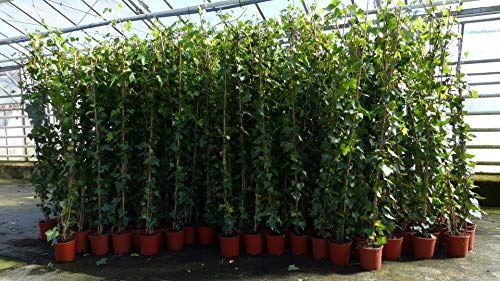 gruenwaren jakubik 4 Stück Efeu Pflanze Hedera helix 180-200 cm Pyramide Säule winterhart Kletterpflanze Hecke Sichtschutz blickdicht