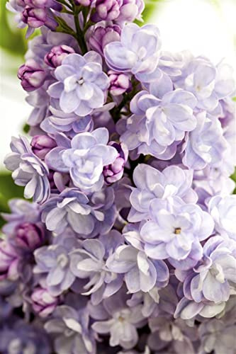 Syringa vulgaris 'Michel Buchner' 40-60 cm – Winterhart, Mehrjährig, Pflegeleicht – Flieder – Heckenpflanze für Garten & Sichtschutz