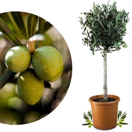 Meine Orangerie Olivenbaum Grande- eleganter Olivenbaum als Hochstamm mit schöner Krone - Olea Europaea - Olive Tree - Fruchtreifes Stämmchen in Gärtnerqualität