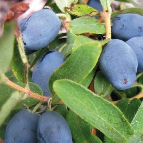 Kamtschatka-Beere Wojtek 1L Garten Pflanze mit Schönen Blüten - Die Perfekte Dekoration für Ihr Grundstück - Für Anfänger und Professionelle Gärtner - Leckeres und Gesundes Obst