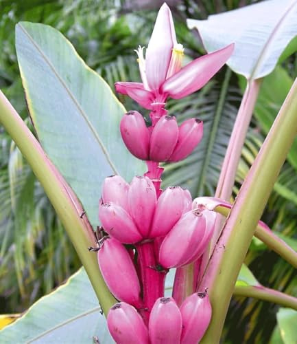 BALDUR Garten 1x Rosa Zwerg-Banane, Pflanze im 12 cm-Topf, Musa velutina, Keniabanane, exotische Bananen-Rarität, mehrjährig - frostfrei halten, Bananen-Früchte essbar