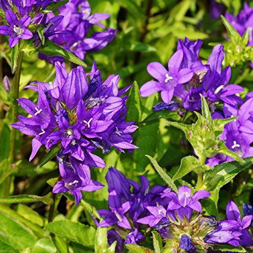 Blumixx Stauden Campanula glomerata ‘Dahurica’ – violett blühende Knäuel-Glockenblume, mehrjährige Blütenstaude für Beet & Naturgarten, robust & winterhart