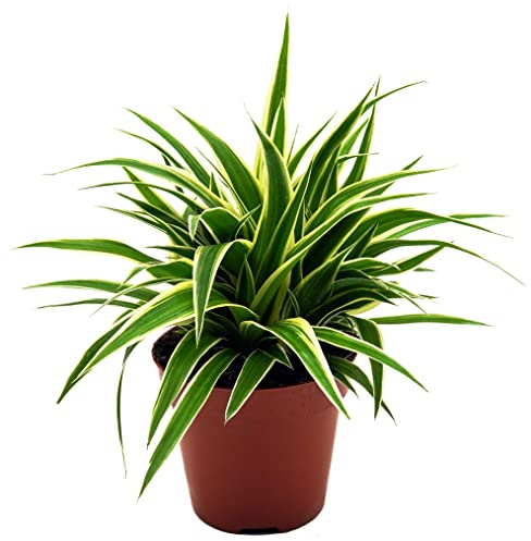 Grünlilie, (Chlorophytum comosum), luftreinigende Zimmer und Büropflanze, (1 Pflanze im 12cm Topf, Sorte: Ocean)