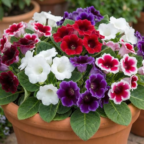 Gloxinie Sinningia Blumenzwiebeln - 5 Zwiebeln - 5 Sorten - Ideal als Zimmerpflanze, Topf und Gartenpflanze - Echte Pflanzen aus Holland (kein Samen, nicht künstlich)