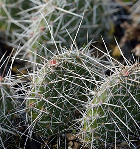 Feigenkaktus - Opuntia polyacantha - lebende Gartenpflanze aus den Baumschulen