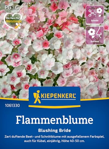 Kiepenkerl Flammenblumensamen Blushing Bride 1061330 – duftende Beet- und Schnittblume mit ausgefallenem Farbspiel - Pflanzensamen, Blumenmischung, Saatgut