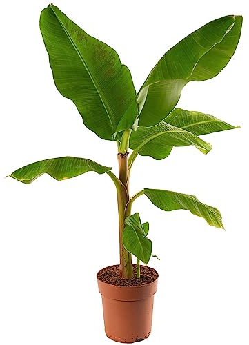 Musa Zwerg Cavendish Exotischer Zimmerbananenbaum, fruchttragend und einfach zu pflegen.