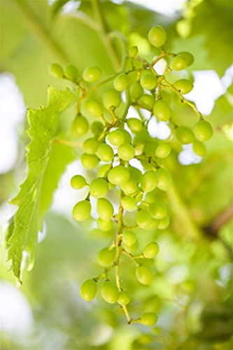 Vitis vinifera 'Muskateller' 80–100 cm – Winterhart, Mehrjährig – Weinrebe – Kletterpflanze für Pergola & Rankhilfe