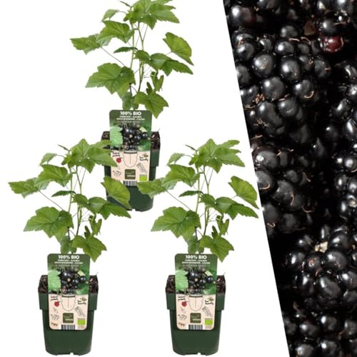 Plants by Frank | 3 Brombeerpflanzen BIO | 3 x Rubus Fruticosus | 13 cm Ø | 20 cm ↨ | Brombeerstrauch | 100% Biologisch | Obstgarten | Obstbäume | Gemüsegarten | Gartenpflanzen