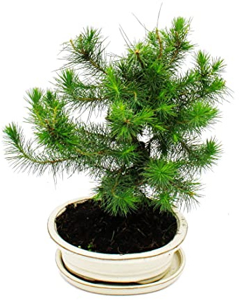 Bonsai Pinus halepensis Aleppo-Kiefer ca. 9 Jahre alt 21cm Schale
