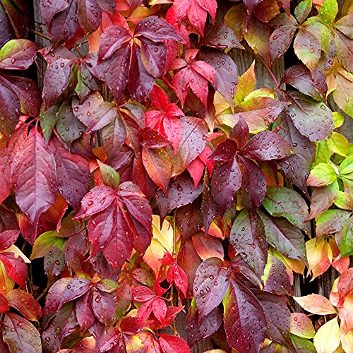 GardenersDream Parthenocissus Engelmannii - Kletter-Wilder Wein Winterhart - Kletterpflanzen Winterhart Selbstkletternd - Balkon Pflanzen Herbstfärbung