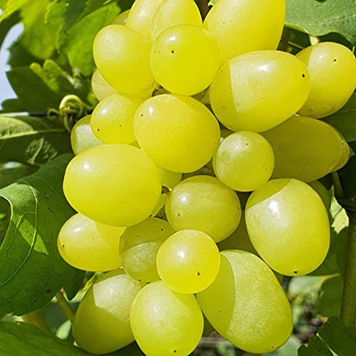 Weinrebe Timur 2L - Erzeugt Früchte mit Kräutergeschmack