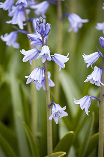 Spanisches Hasenglöckchen im Topf Hyacinthoides hispanica winterhart | Hyacinthoides hispanica, 20-50 cm, blau, April-Juni, halbschattig bis schattig, Bodendecker, winterhart bis -15 °C