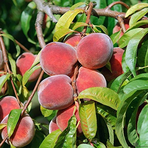 Pfirsichbaum winterhart Red Haven Pfirsich Obstbaum 80-120 cm 2-jährig im Topf