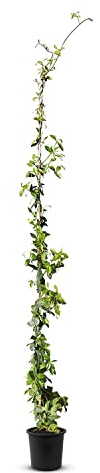 Tropictrees - Trachelospermum Jasminoides - 170cm - Winterhart - Sternjasmin - toskanischer Jasmin -Weiß - 1 pcs