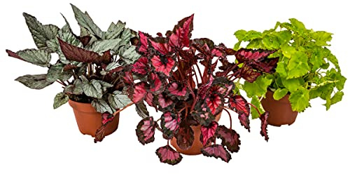 Bloomique - 3er-Set - Begonia Beleaf Mix - Blattbegonie - Zimmerpflanze - Pflegeleicht - Höhe 20-25 cm - Topf 12 cm