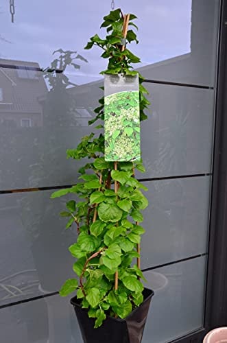 Kletterhortensie Hydrangea petiolaris 80-100 cm hoch im 5 Liter Pflanzcontainer