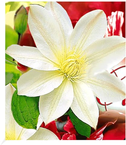 BALDUR Garten 1x Waldrebe Clematis 'Madame Le Coultre' winterhart, Pflanze im 9x9 cm-Topf, Klematis, mehrjährige blühende Kletterpflanze, bienenfreundlich & schmetterlingsfreundlich, Clematis Hybride