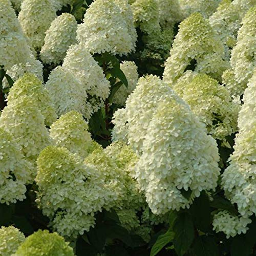 Hortensie Paniculata 'Limelight' - Rispenhortensie 'Limelight' im 40-50 cm Topf mit leuchtend grünen Blütenständen