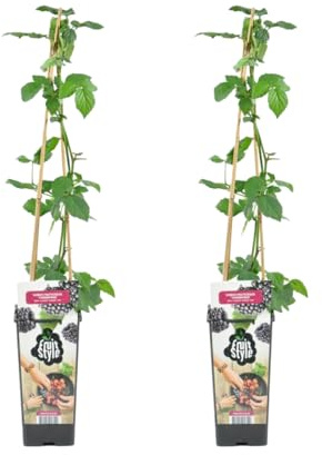 Bloomique - 2er-Set - Rubus Fruticosus 'Thornfree' - Brombeerstrauch - Obstpflanzen - Gartenpflanzen - Winterhart - Topf 14 cm - Höhe 60-70 cm