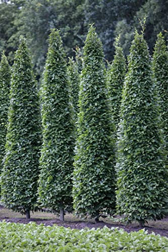 Säulen-Hainbuche 60-80 cm Topf Carpinus betulus winterhart Sichtschutz